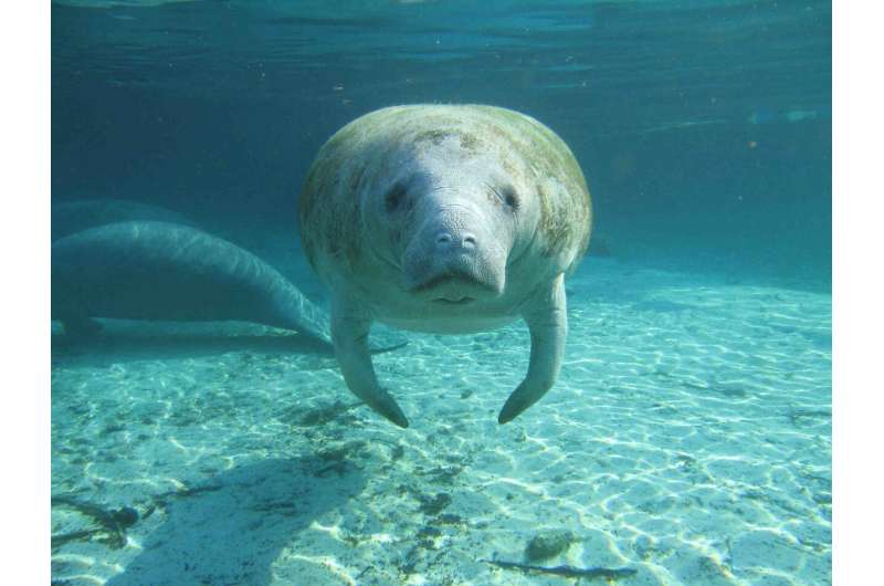 Ice Age manatees may have called Texas home