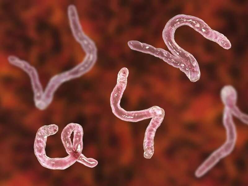 hookworm therapy side effects