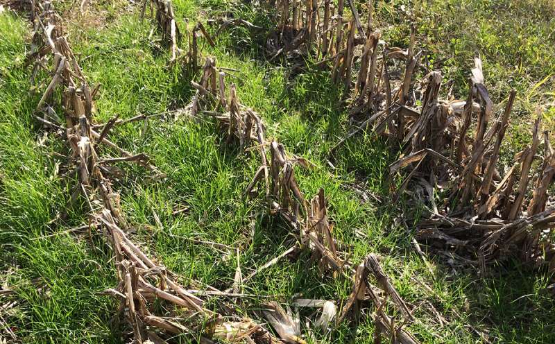 Illinois study shows universally positive effect of cover crops on soil microbiome