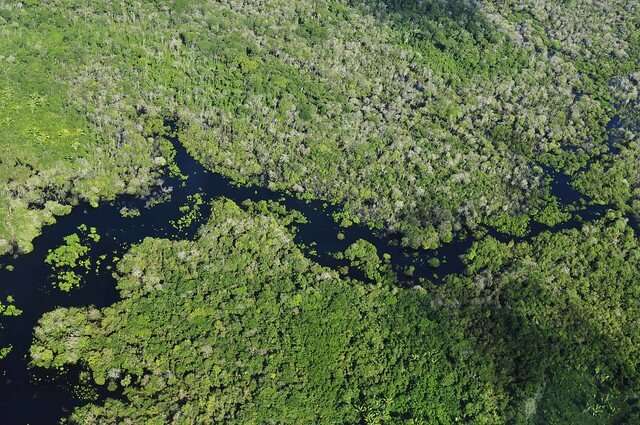 Impact of effort to reduce Amazon deforestation overestimated, study finds