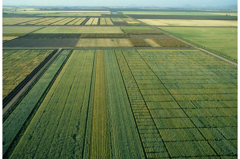 Improved heat-resistant wheat varieties are identified