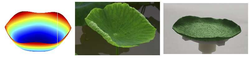 Improved mathematical model helps explain different types of leaves on lotus plant