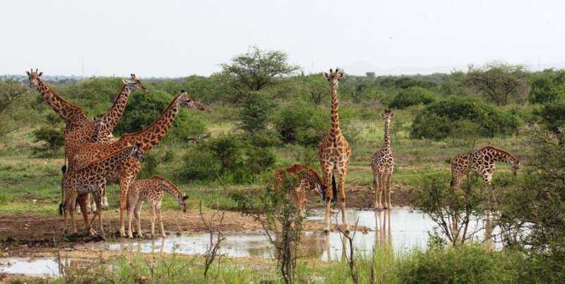 Improving success of giraffe translocations