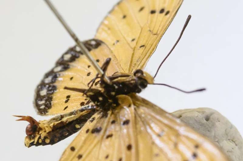 In butterfly battle of sexes, males deploy 'chastity belts' but females fight back