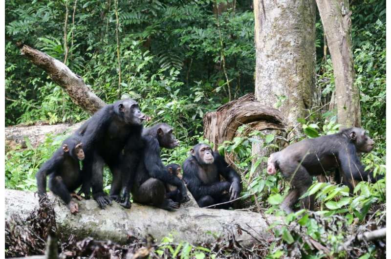 In chimpanzees, females contribute to the protection of the territory