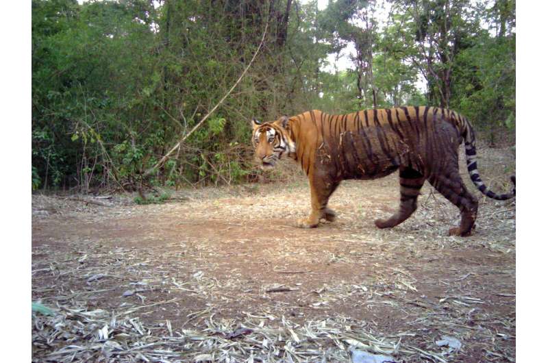 Indian authorities admit to flaws in tiger counts after criticism