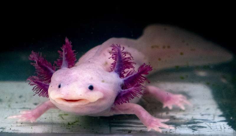 In search for keys to regeneration, scientists ask a lot of the axolotl