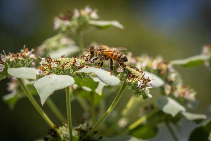 Insecticides becoming more toxic to honey bees