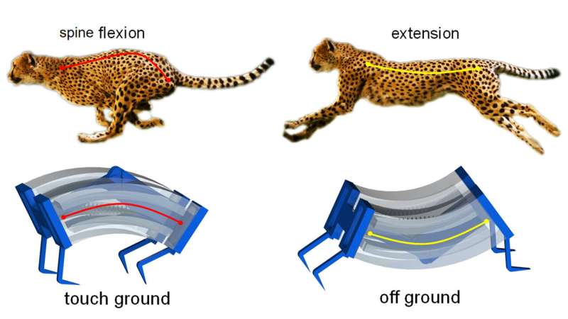 Inspired by cheetahs, researchers build fastest soft robots yet