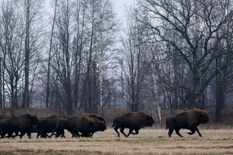 Intense conservation efforts have helped the bison population to grow from around 1,800 individuals in 2003 to more than 6,200 l