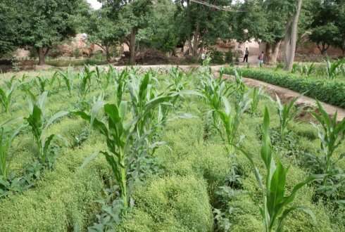 Intercropping can significantly increase yields in agriculture while reducing the use of fertilisers