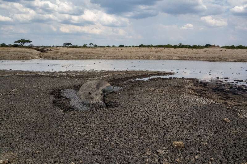 In this file photo taken on November 12, 2019 a hippo is stuck in the mud at a drying watering hole in the Hwange National Park,