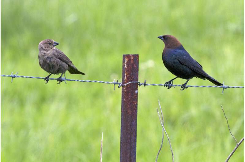 In times of ecological uncertainty, brood parasites hedge their bets