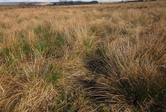 Invasive rushes spreading in upland farm fields