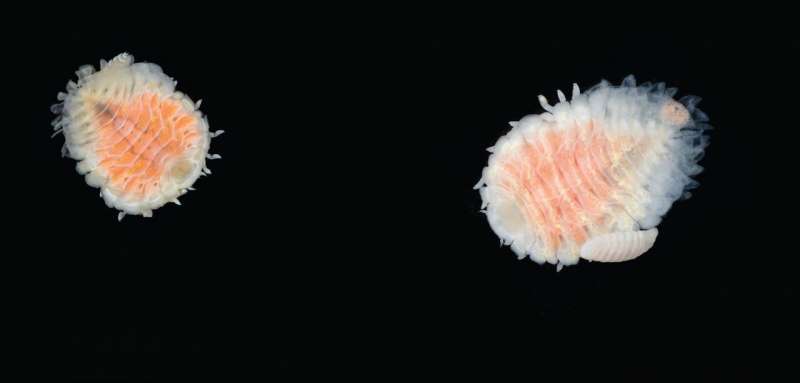 Invasive shrimp-sucking parasite continues northward Pacific expansion