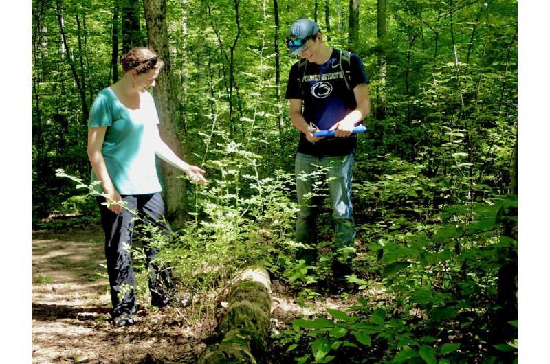 Invasive shrubs in Northeast forests grow leaves earlier and keep them longer