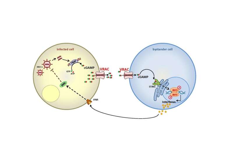 Ion channel VRAC enhances immune response against viruses