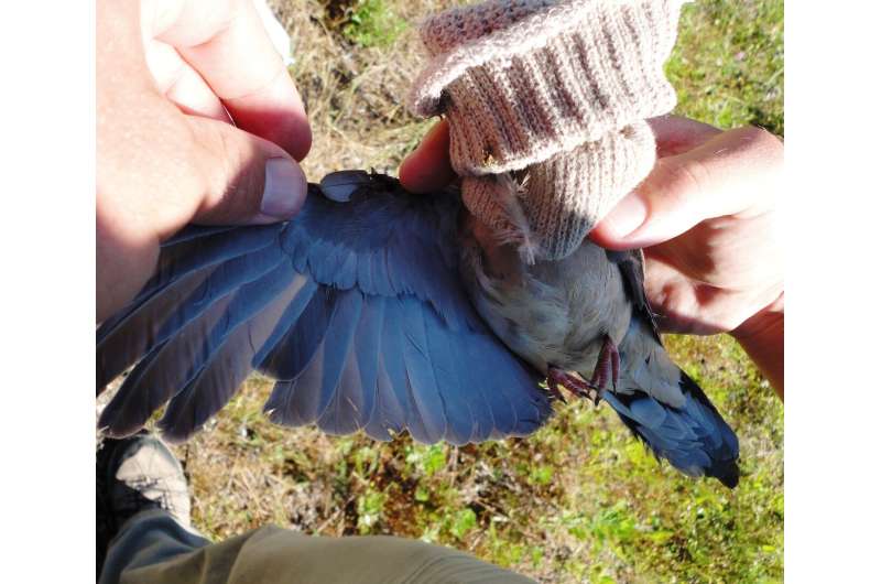 Is intensive agriculture reducing mourning dove reproduction in the eastern US?