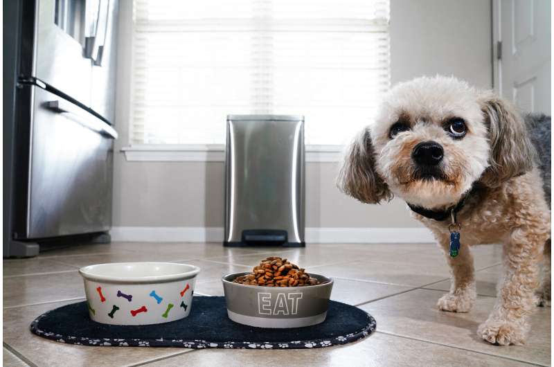 Is your pet's food making you sick? Study finds many don't know the risk.