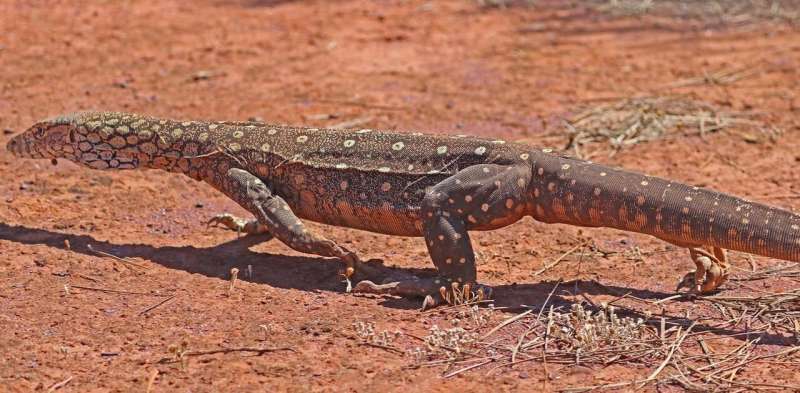 I walked 1,200 km in the outback to track huge lizards—here's why