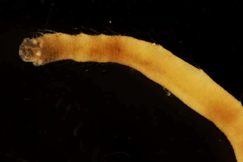 Japanese biologists discover new species of sea worm in the southern ocean