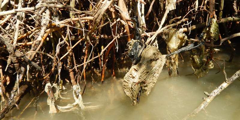 Java's protective mangroves smothered by plastic waste