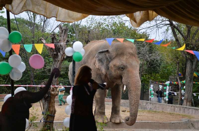 Kaavan's case and the woeful conditions at the zoo resulted in a judge this year ordering all the animals to be moved