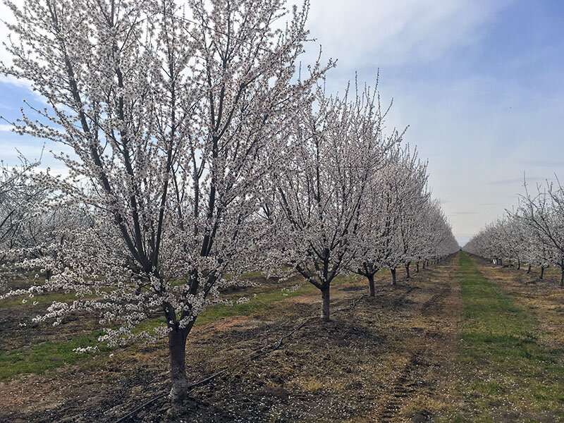 Keeping California a powerhouse of almond production