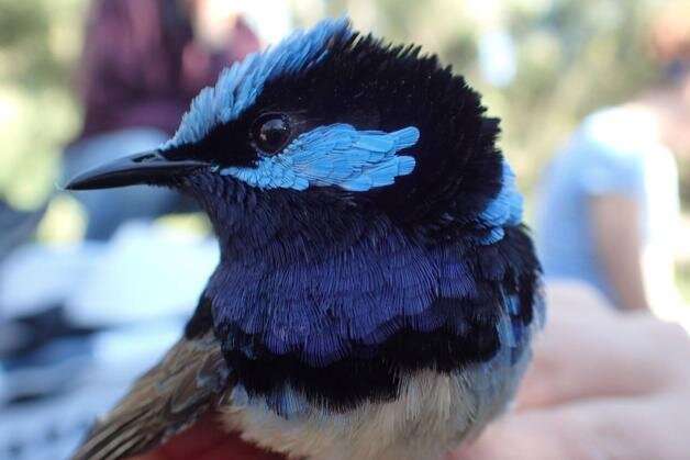 Keeping up appearances: male fairy-wrens show looks can be deceiving