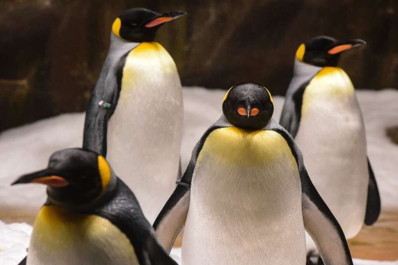 King penguins emit high levels of nitrous oxide, or laughing gas, that is 300 times more polluting than carbon dioxide