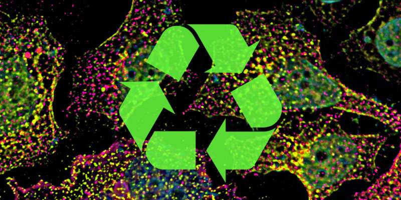 Kiss and run: How cells sort and recycle their components