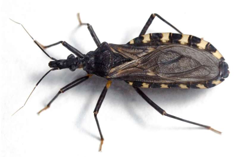 Kissing bugs also find suitable climatic conditions in Europe