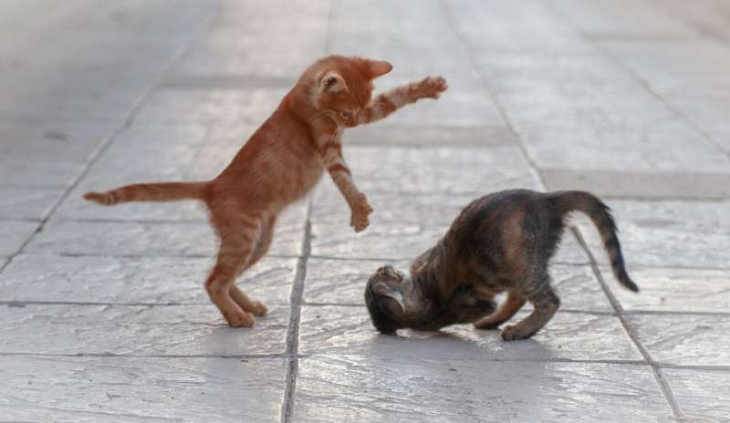 kittens fight