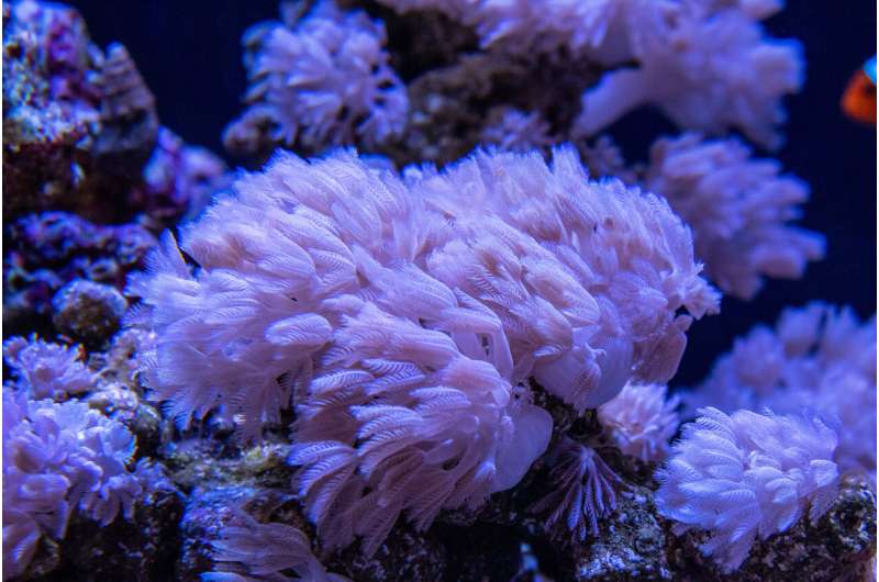 Knock-knock? Who's there? How coral let symbiotic algae in