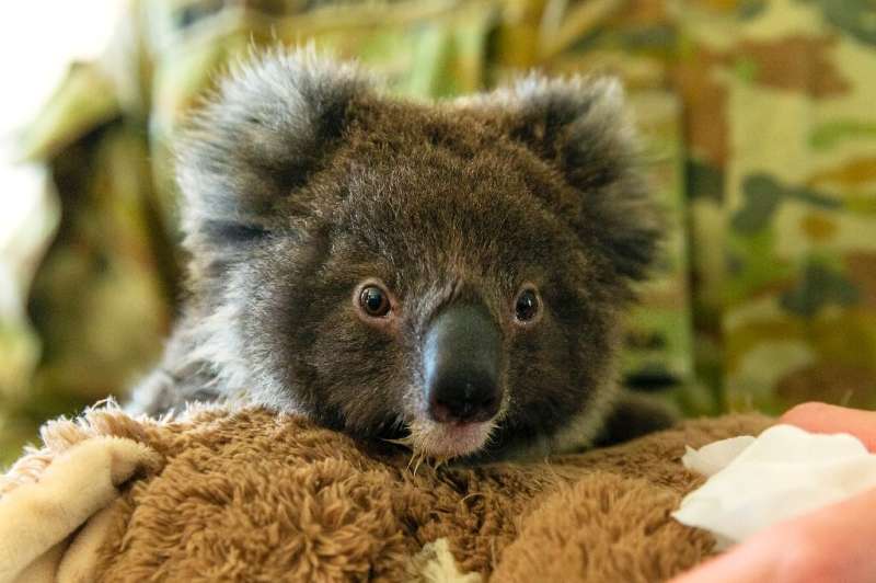 Koalas and their habitats have been hit hard by Australia's devastating bushfires