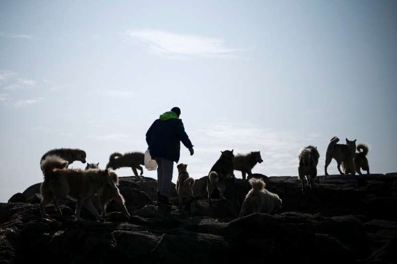 Kunuk Abelsen, a 27-year-old musher arrives at the island where his dogs are kept near Kulusuk, Greenland