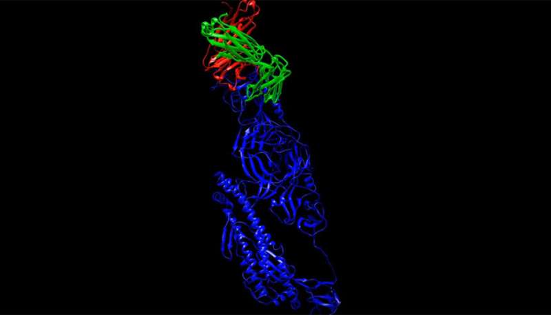 Lab antibody, anti-viral research aids COVID-19 response