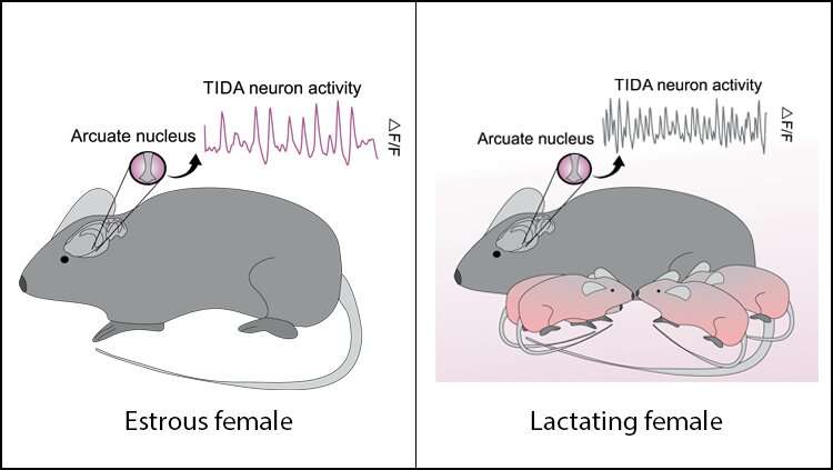 Lactation changes how mom's neurons communicate -- but it's reversible