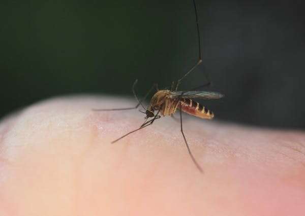 La Niña will give us a wet summer. That's great weather for mosquitoes