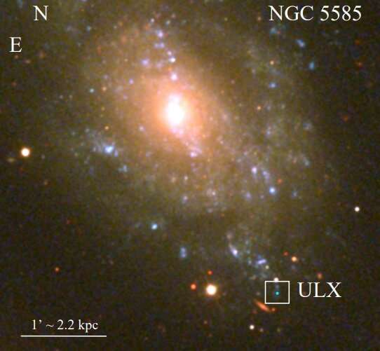 Large ionized bubble around NGC 5585 X-1 investigated in detail