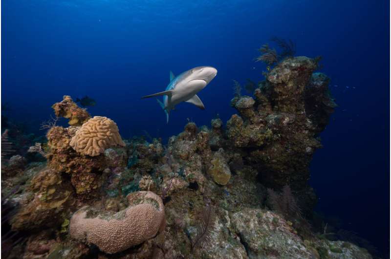 Large marine parks can save sharks from overfishing threat