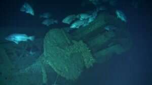 Large predatory fish thrive on WWII shipwrecks off North Carolina coast
