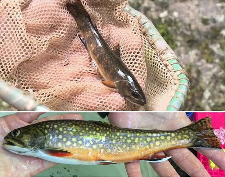 Larger streams are critical for wild brook trout conservation