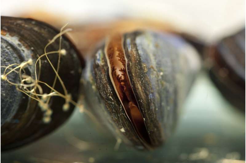 Laundry lint can cause significant tissue damage within marine mussels