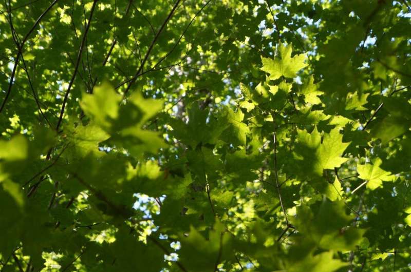 Leaf microbiomes are a neighborhood affair in northern forests