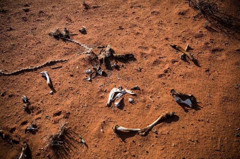 Lethal drought: The bones of an animal lie on the ground of the Thuru Lodge game farm near Groblershoop, South Africa