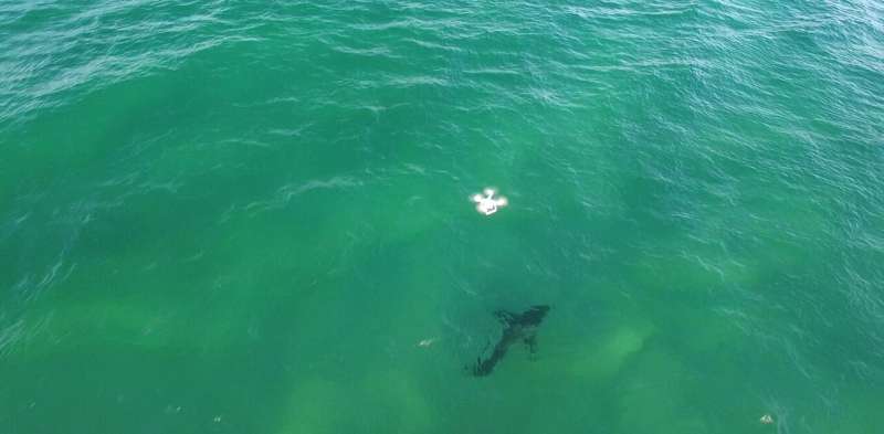 Lifeguards with drones keep humans and sharks safe