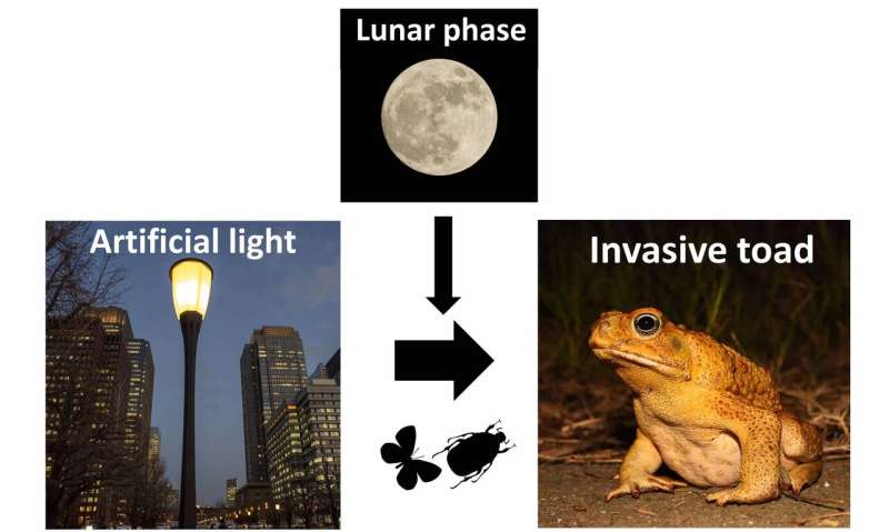 Light pollution gives invasive cane toads a belly full of grub