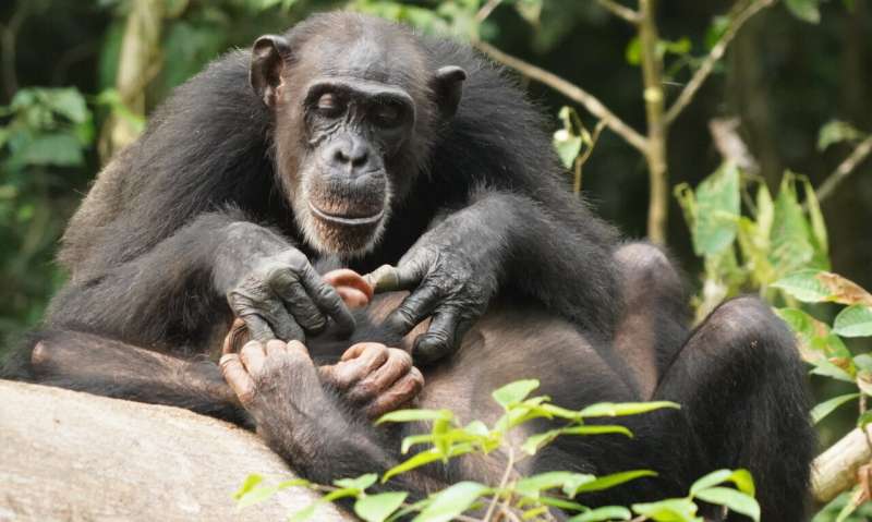 Like humans, chimpanzees can suffer for life if orphaned before adulthood