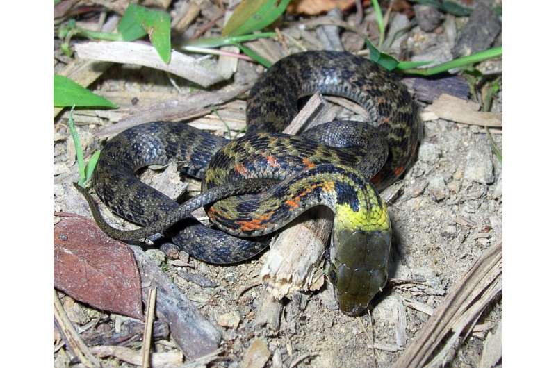 Line of defense: Scientists report surprising evolutionary shift in snakes